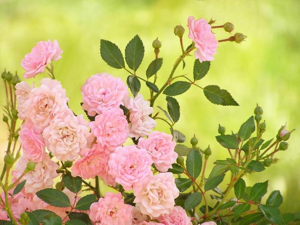 День мечтания о розовых кустах 15. Розовый куст. День мечтания о розовых кустах. Куст с цветами. День мечтания о розовых кустах открытка.