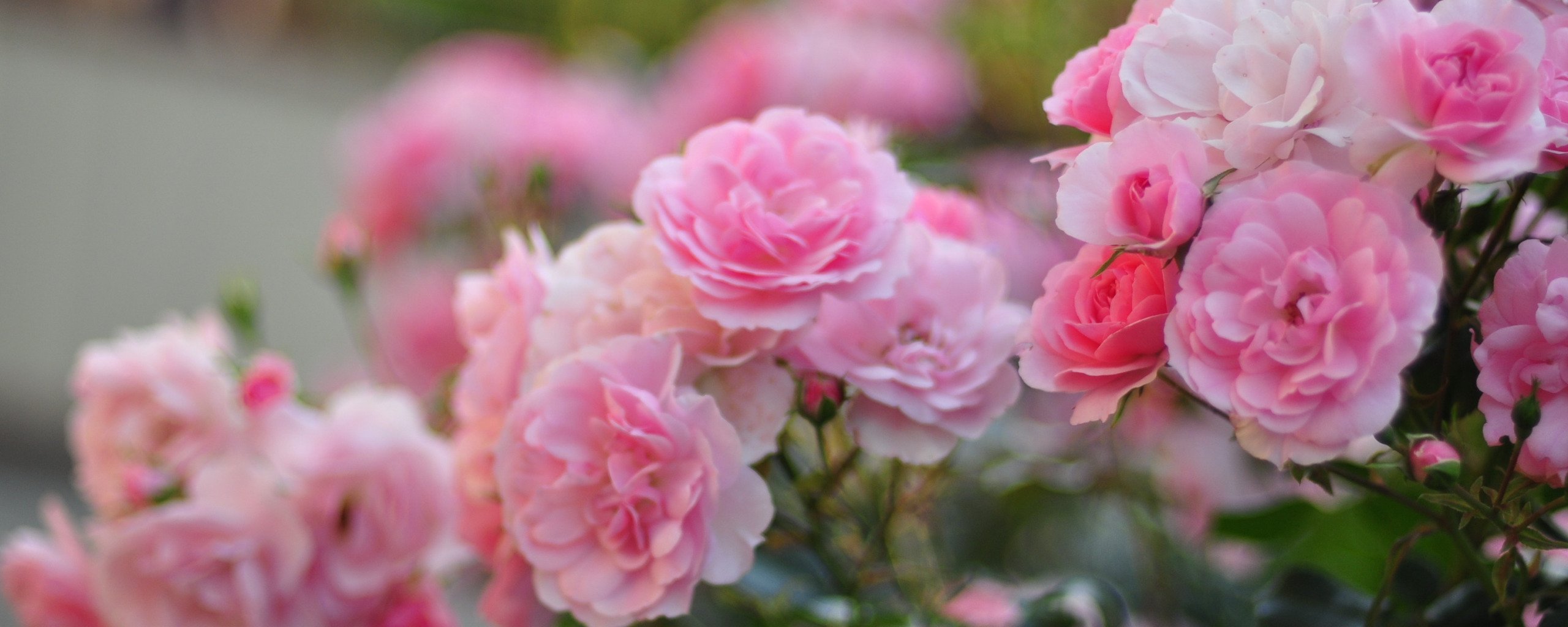 День мечтания о розовых кустах 15. Обложка для фейсбука розы. Обложка для Фейсбук цветы. Обложки для фейсбука пионы. Розовый букет макро.