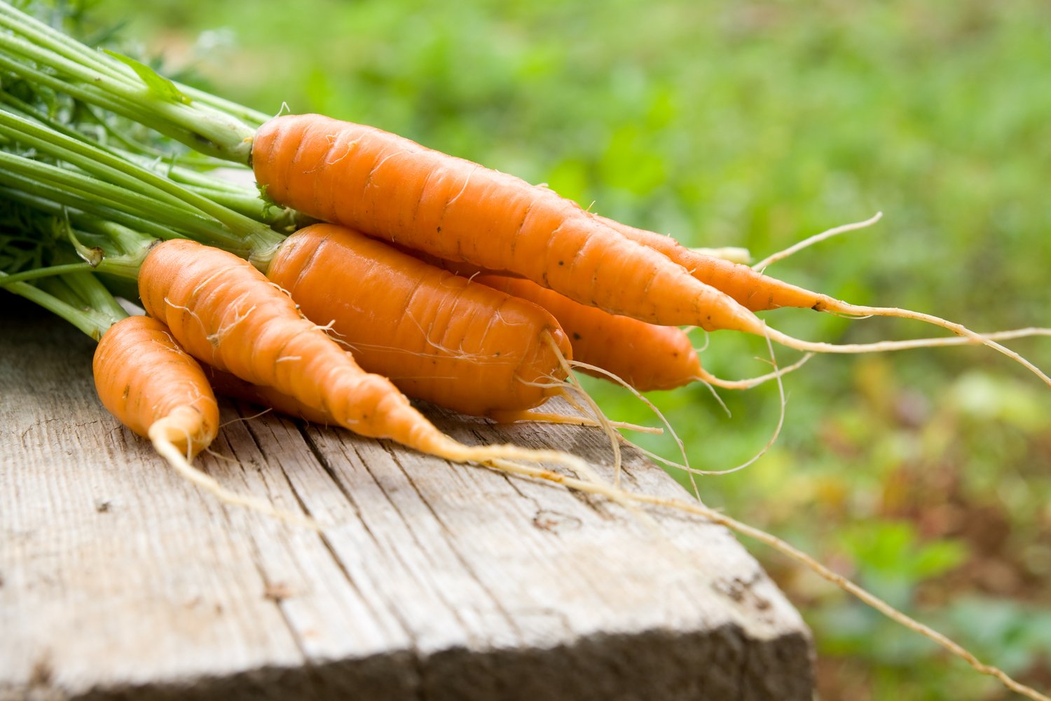 К чему снится морковь свежая. Морковь. Красивая морковь. Морковь свежая. Красивая морковка.