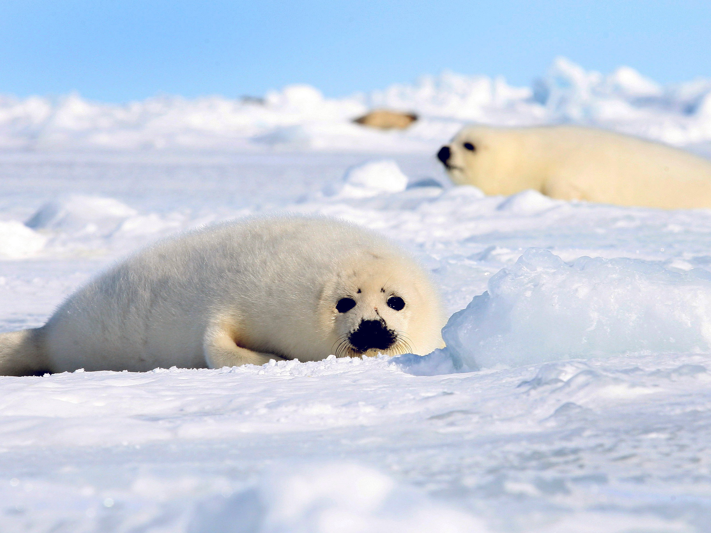Тюлень в тундре. Белек гренландского тюленя. Гренландский тюлень Нерпа. Гренландский тюлень (Лысун). Земля Франца Иосифа Гренландский тюлень.