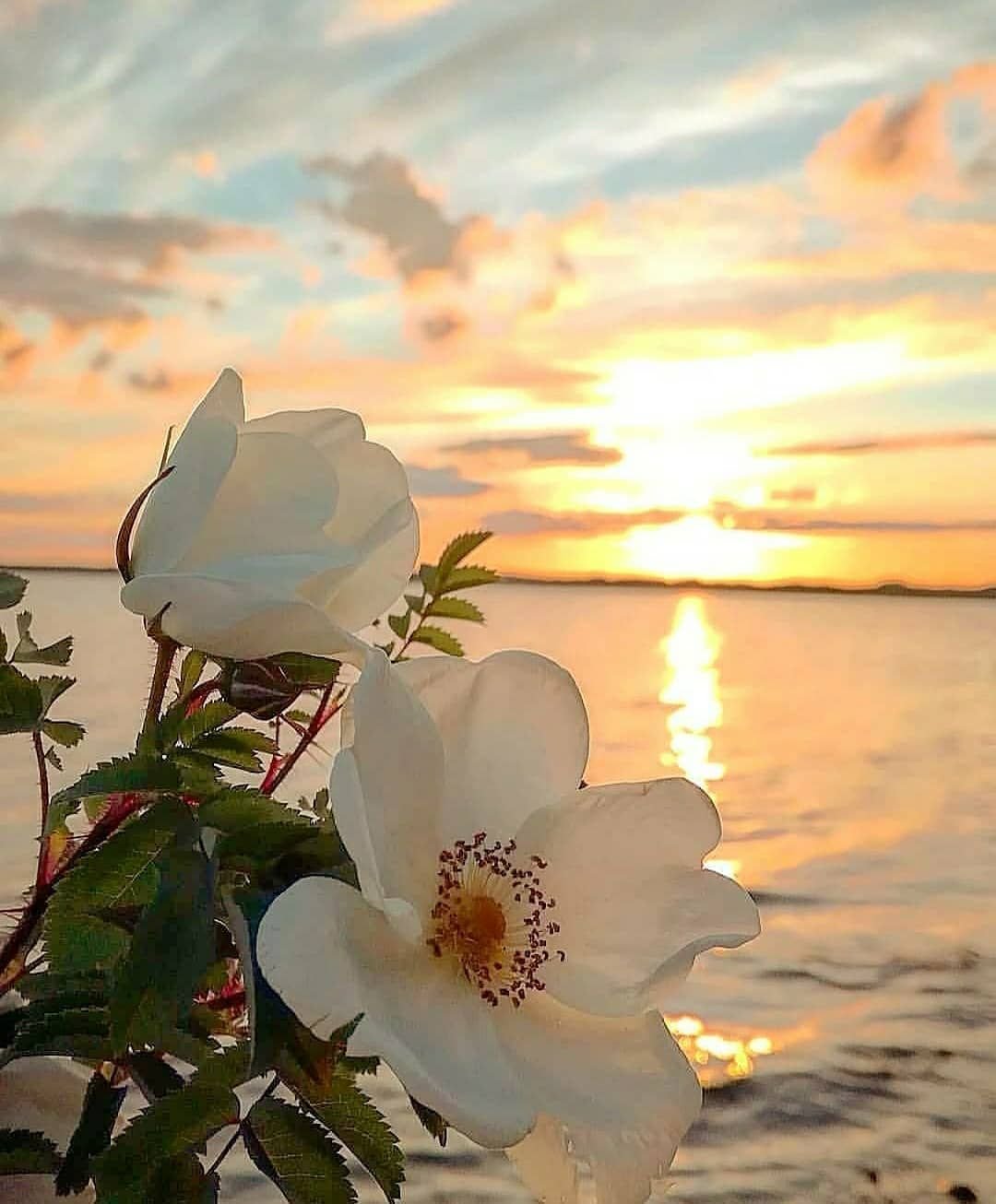 Утро море цветы