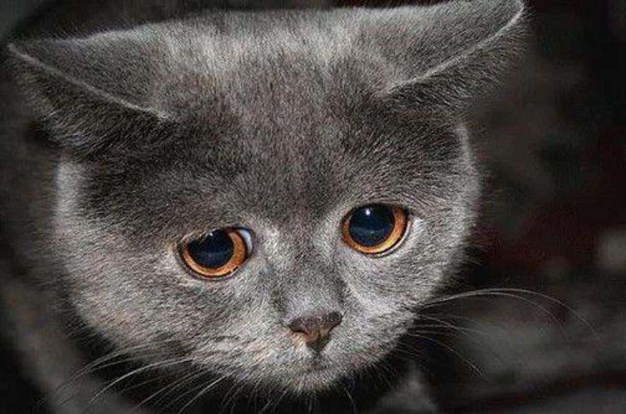 Очень грустный кот