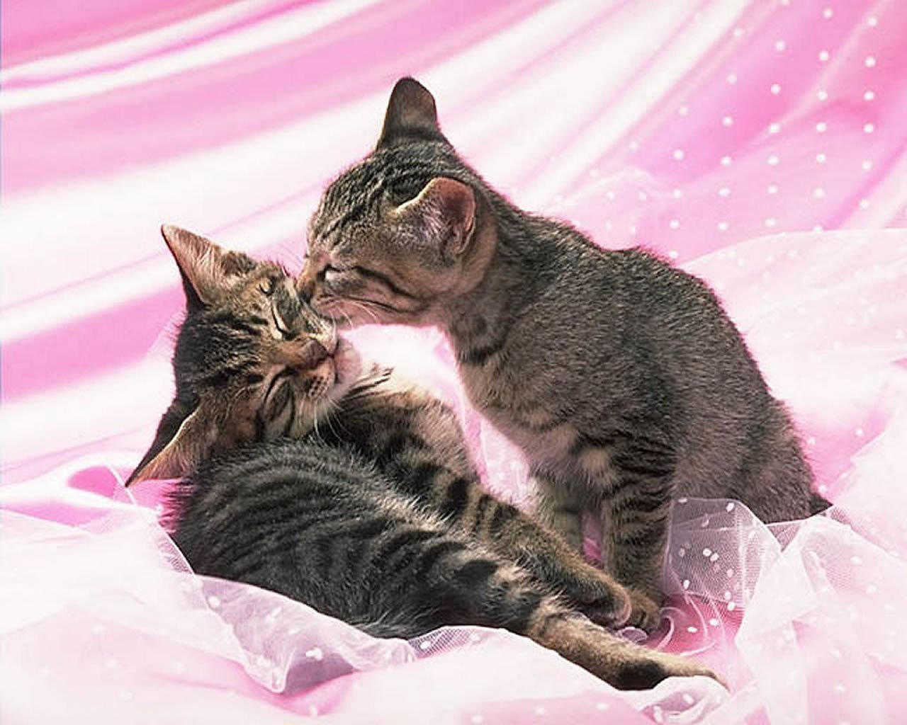 Котики целуются