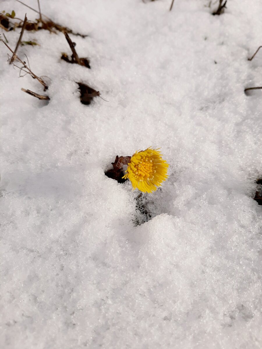 Зима проснулась. Природа просыпается. Одуванчик в снегу.