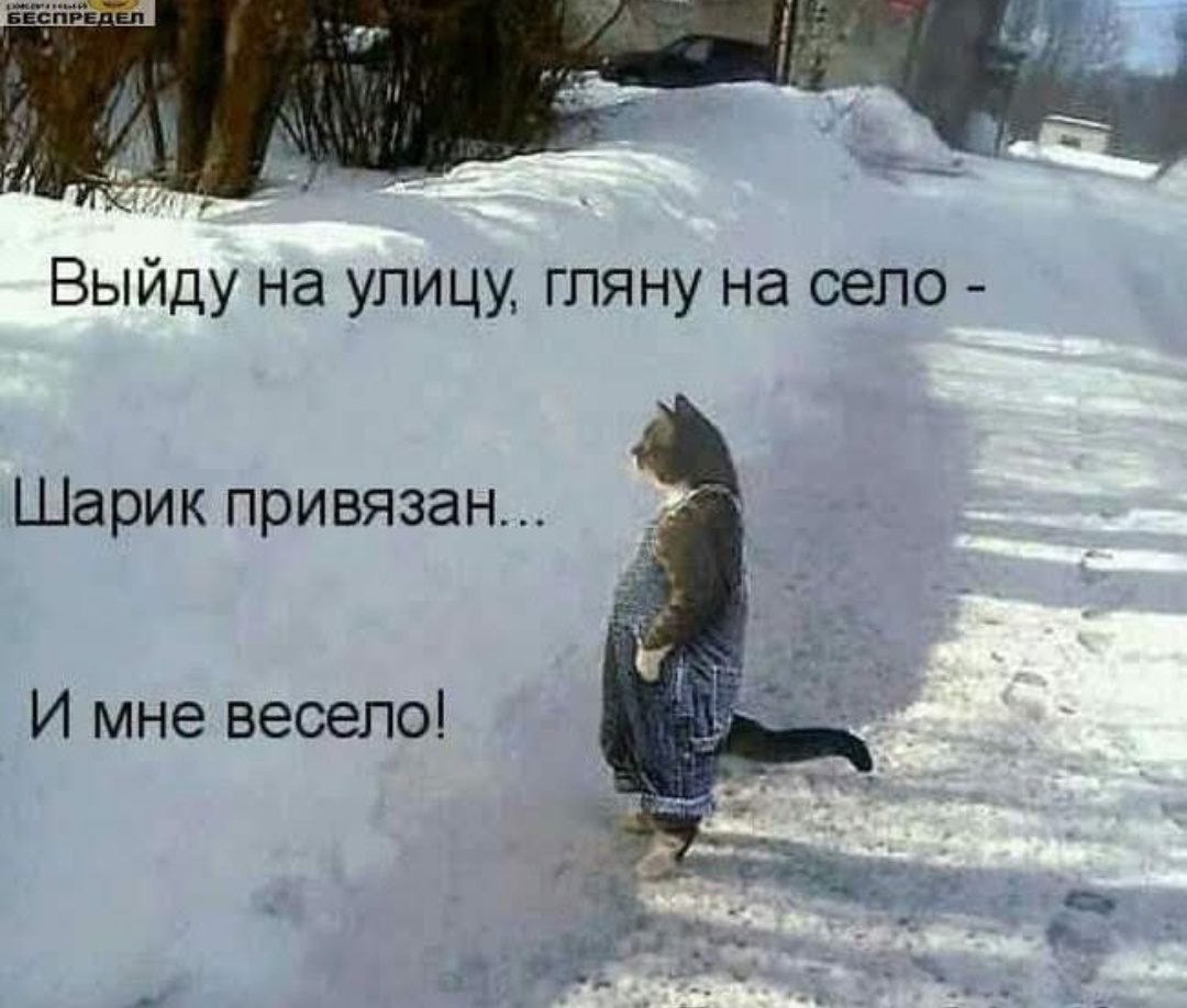 Кот в снегу Мем
