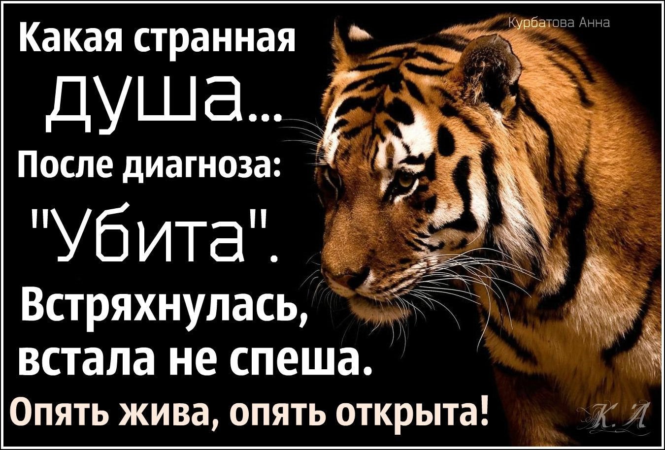 Что за лев этот тигр откуда фраза. Высказывания о тиграх. Тигр цитаты. Тигрица цитаты. Цитаты о Тигре.