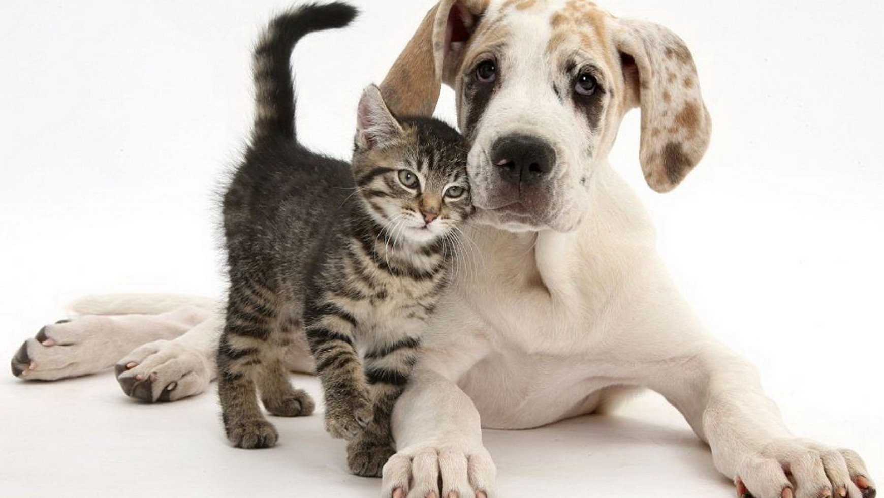 Cat in a dogs world. Домашние питомцы. Собачки и кошечки. Счастливые собаки и кошки. Домашние любимцы.