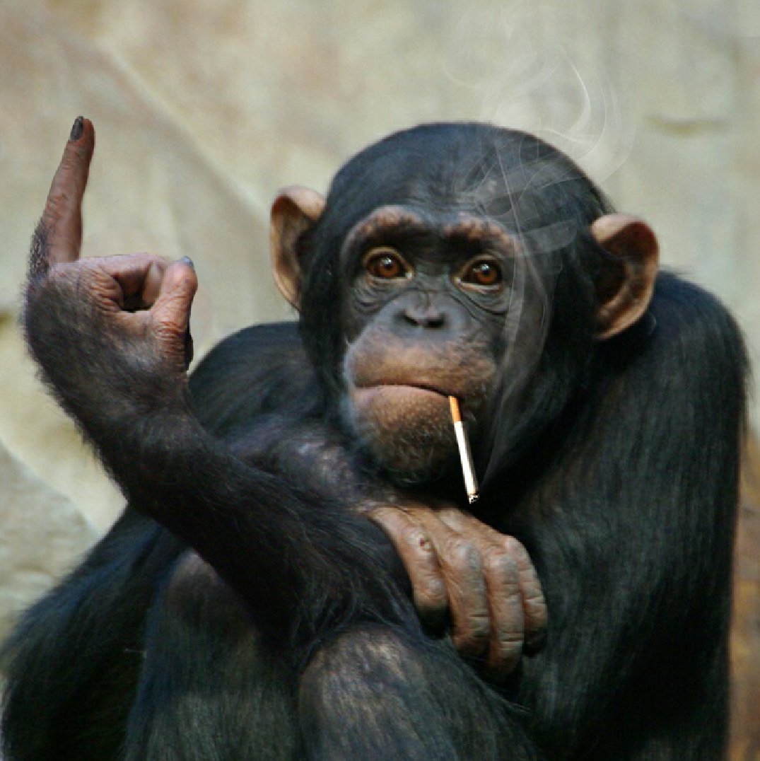 Смешные фото обезьян с надписями