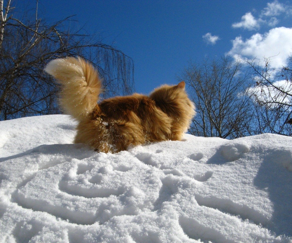 Зима проснулась. Кот на зимнем солнышке. Чувствуется приближение весны. Кот в снегу.
