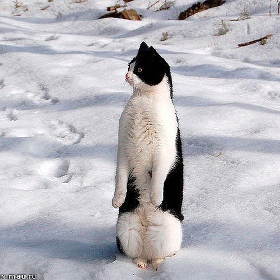 Кот на задних лапах в снегу