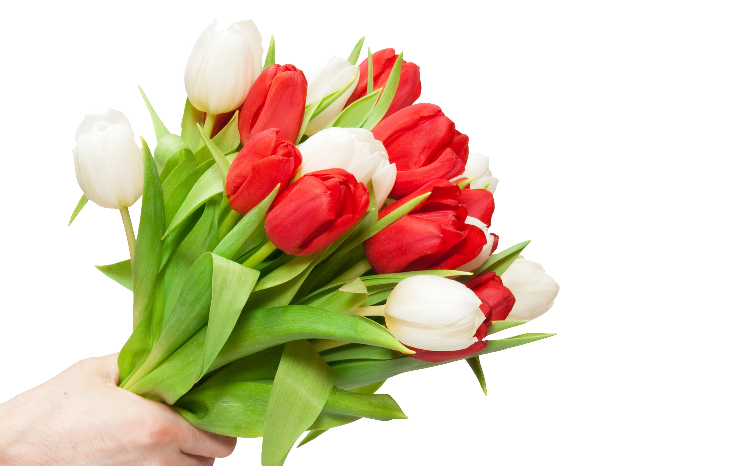 С днем тюльпанов картинки с надписями. Букет цветов тюльпаны. Букет из тюльпанов. Красные тюльпаны. Букет тюльпанов на белом фоне.