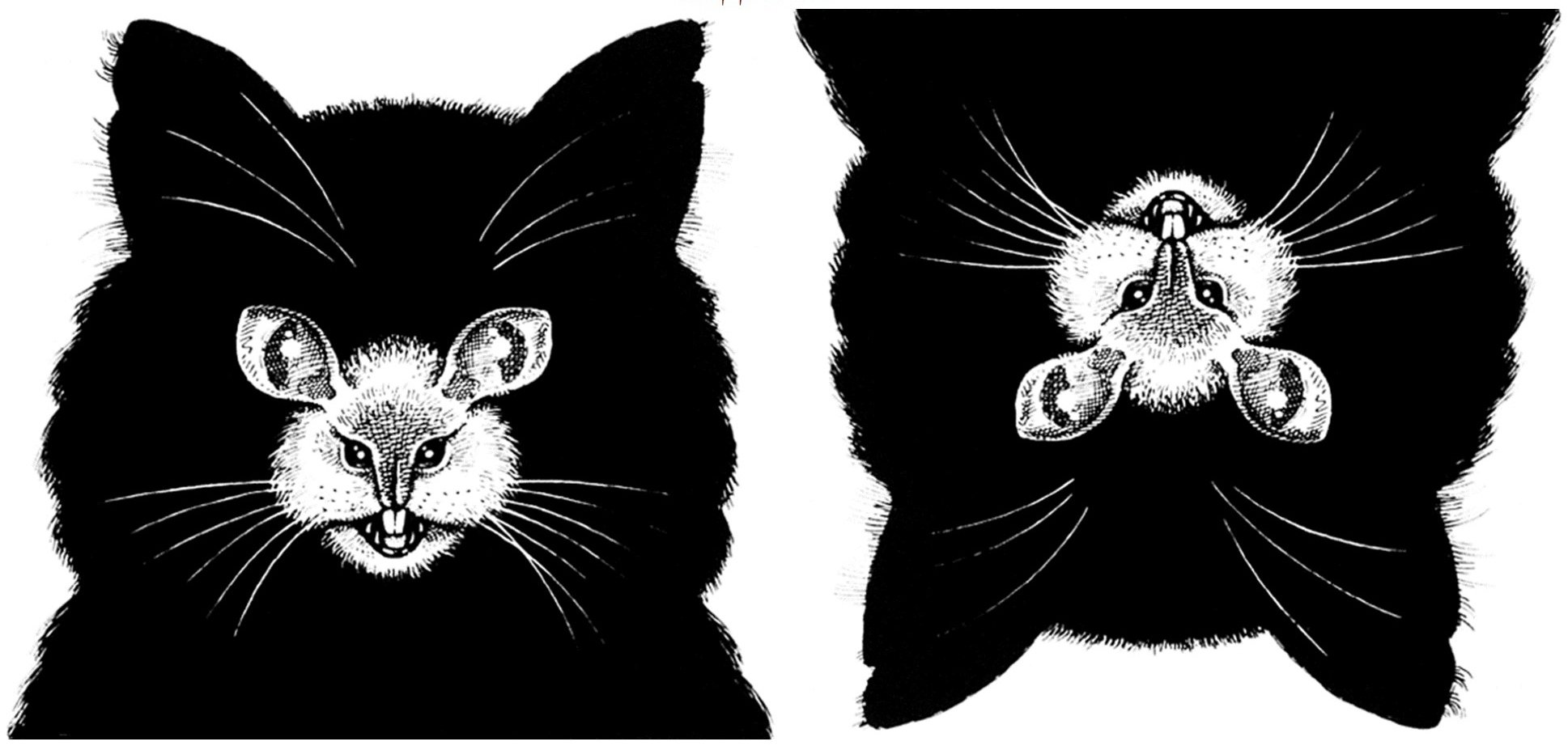 Оптическая иллюзия кот