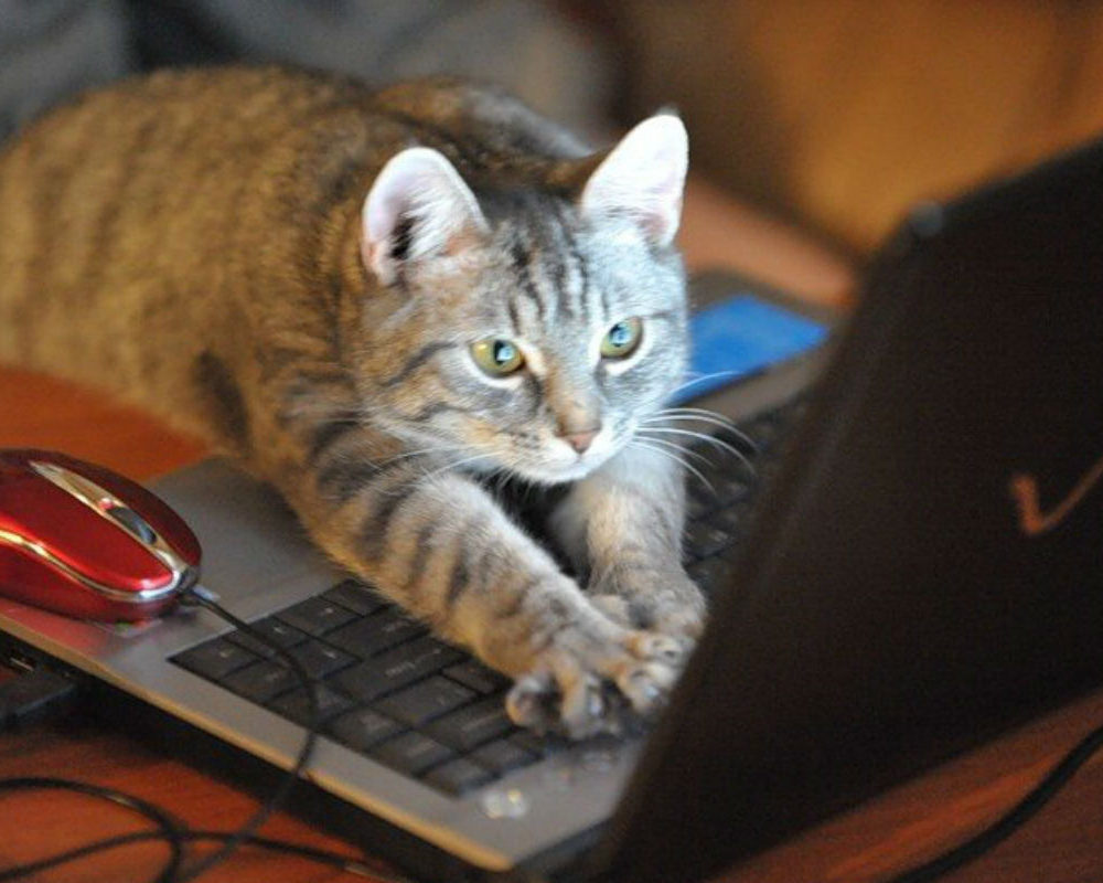 Мурзик любит играть. Котик с компьютером. Коты и компьютеры. Стих кот ученый. Котенок с компьютером.