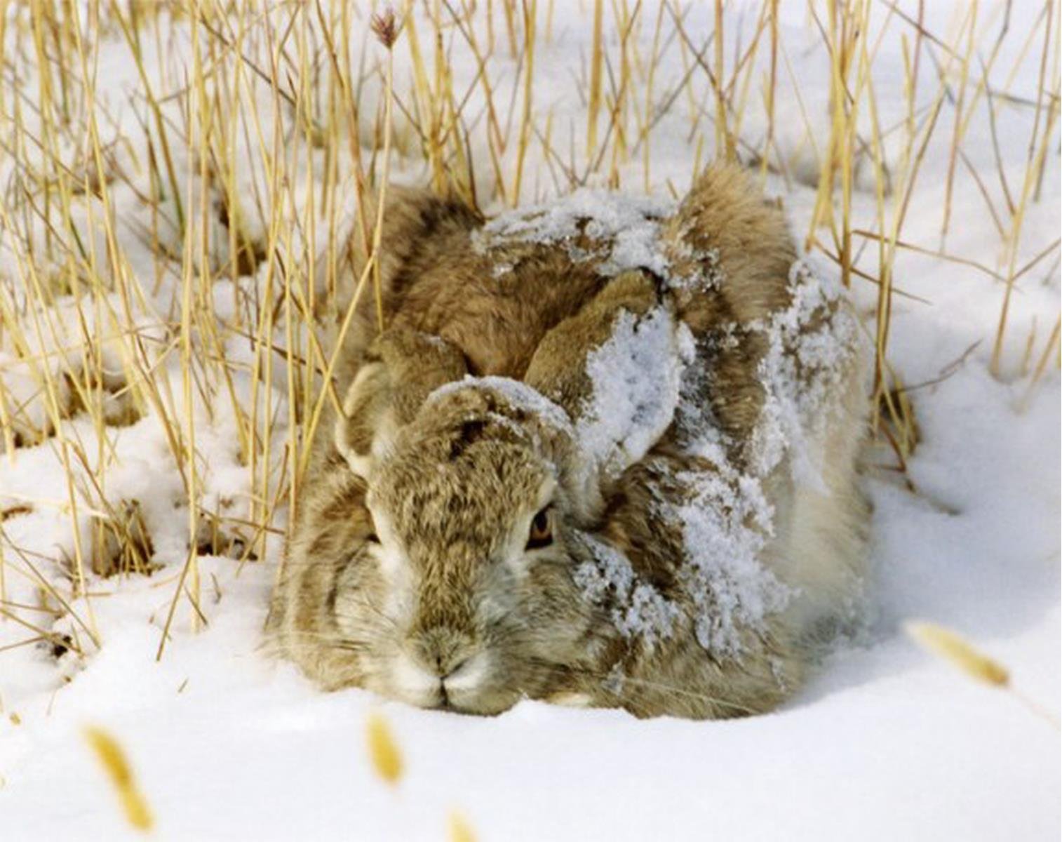 Зайчонок родившийся весной. Заяц Русак на лежке. Зимний заяц Русак охота.