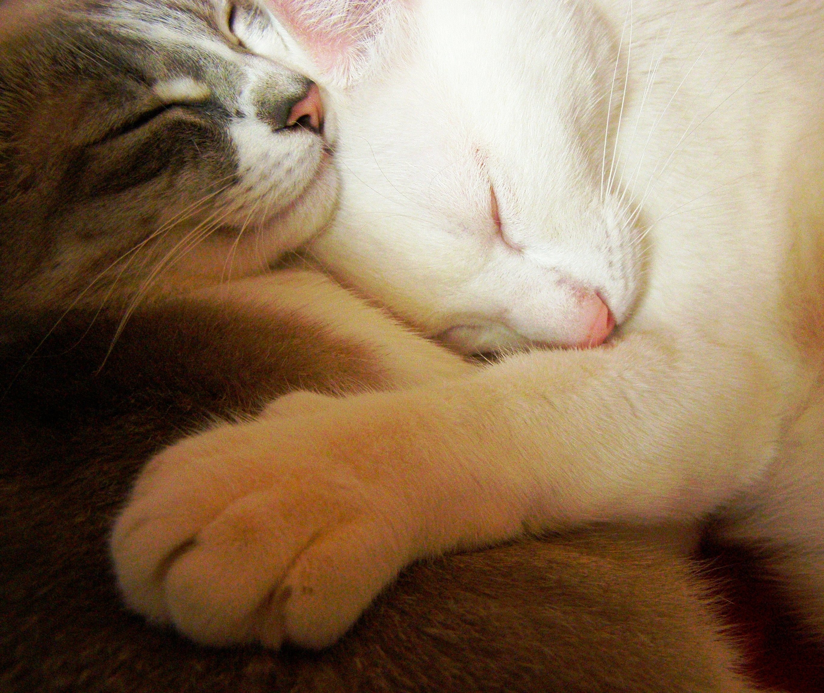 Пару милых кисок. Влюбленные котики. Кошки обнимаются. Животные спят в обнимку. Котики целуются.