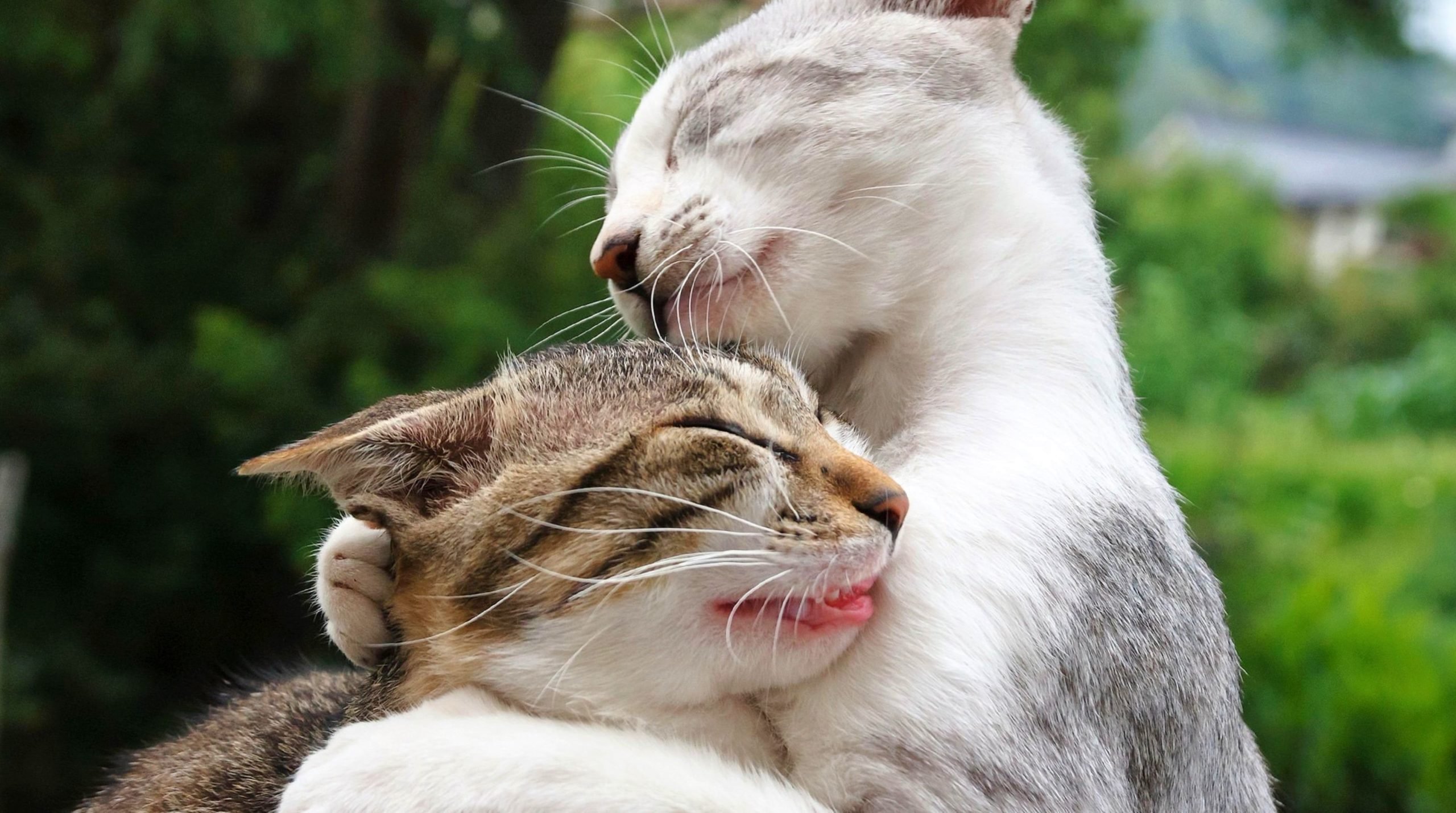 Картинки с любящими котиками. Котики обнимаются. Кошки любовь. Влюбленные котики. Котик обнимает.