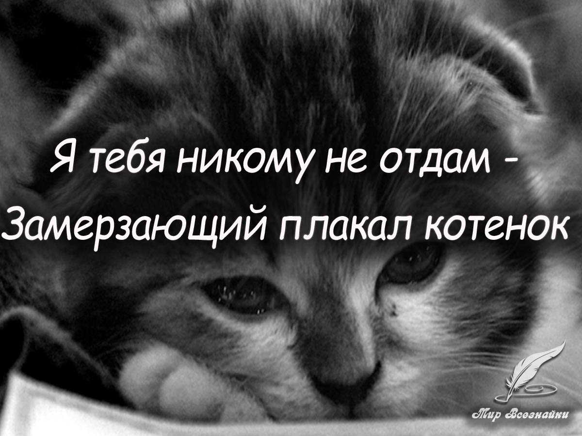 Жизнь отдай не поймет. Грустный котенок с надписью. Стих я тебя никому не отдам замерзающий плакал котенок. Я тебя никому не отдам. Я тебя никому не отдам стихи.