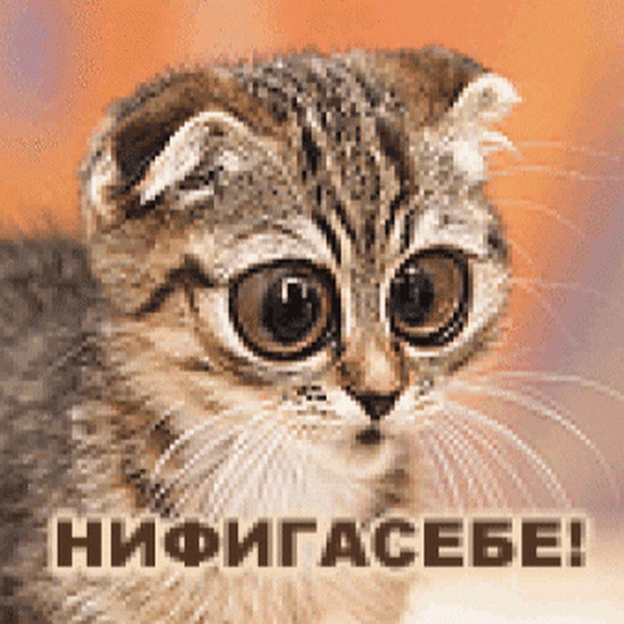 Обалдеть картинки прикольные с надписями