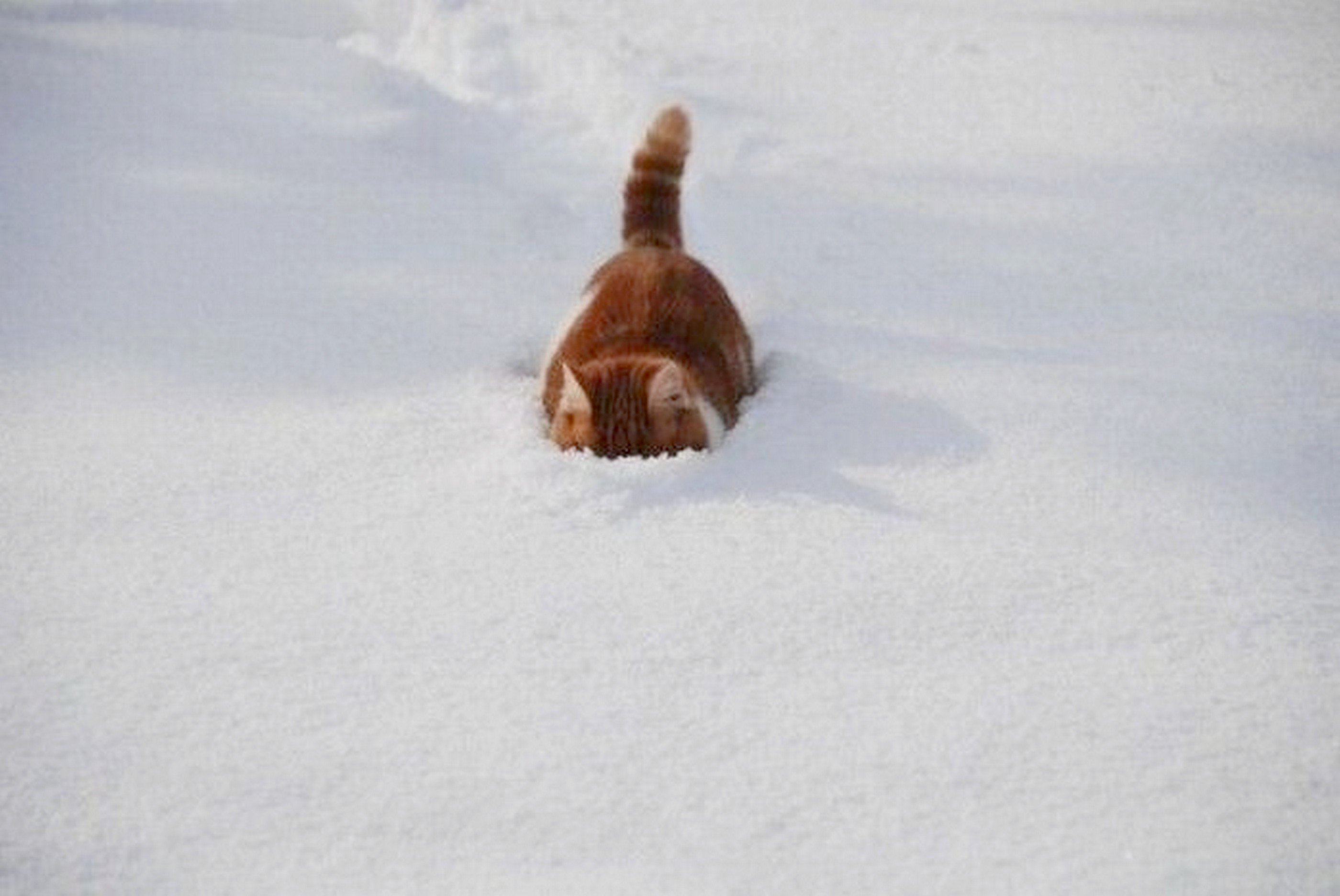 Скоро сугробы. Кот в сугробе. Кот в снегу прикол. Кот ныряет в снег.