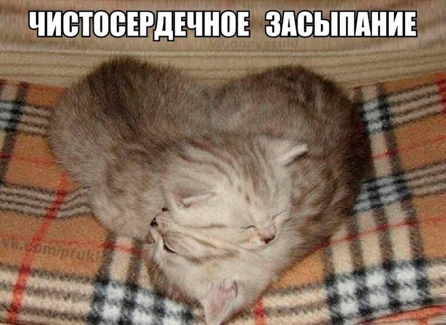 Спокойной ночи с котиками и надписями смешными