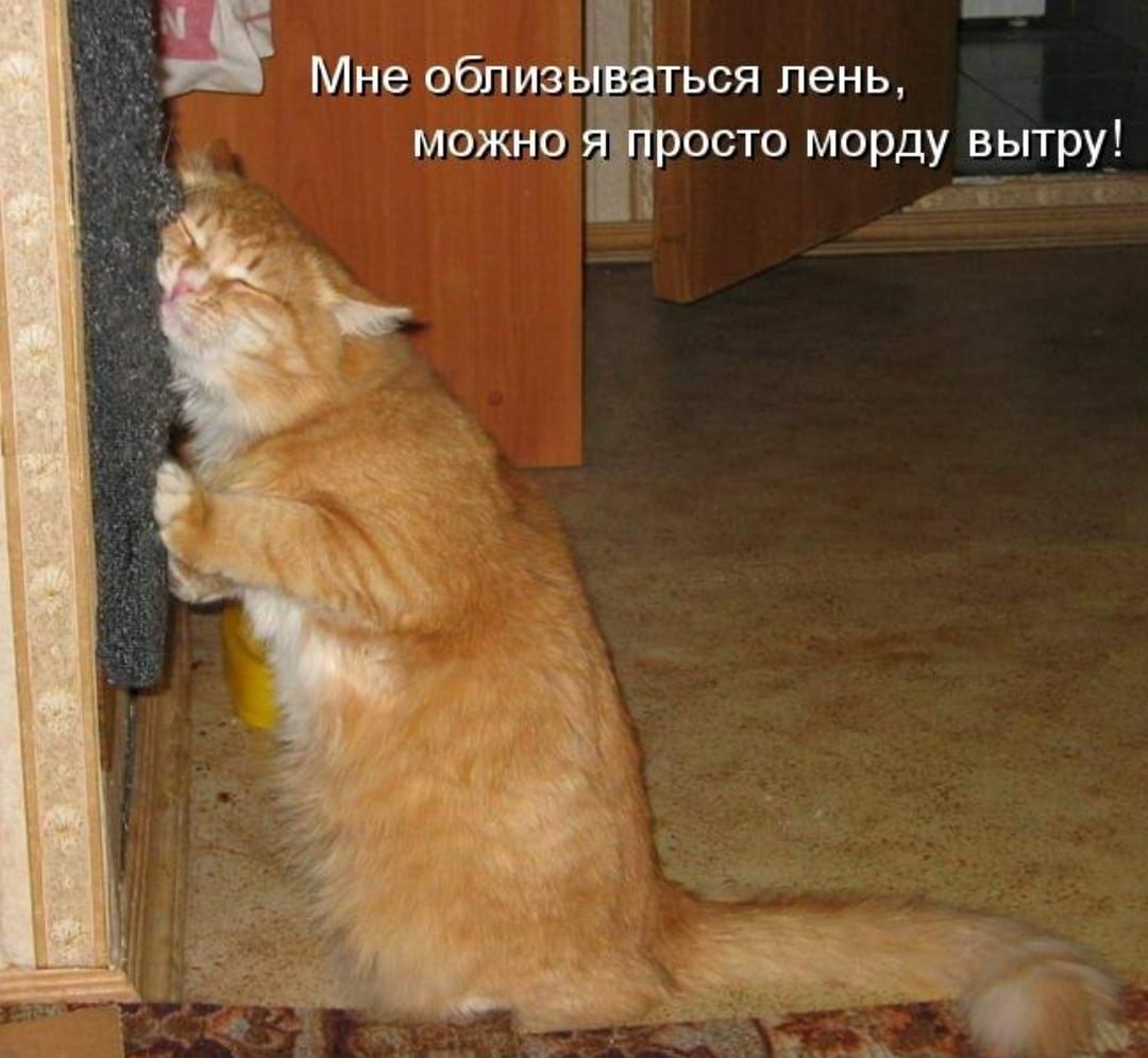 Просит не тот кто виноват. Смешные рыжие котята с надписями. Смешные коты с надписями. Анекдоты про кошек. Смешные картинки с котами и надписями.