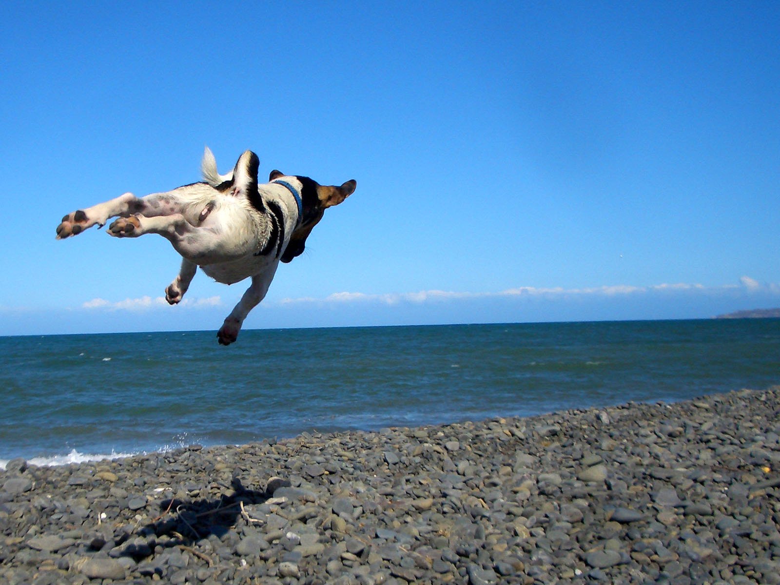 Я тоже хотел поехать к морю. Собака в прыжке. Собака на море. Собака бежит в море. Собака в полете.