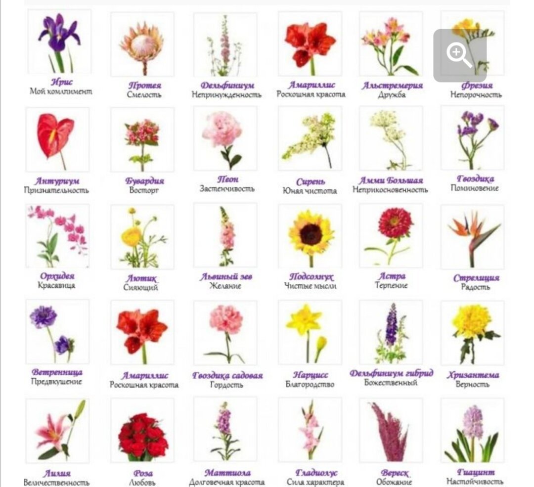Растения на букву м. Цветы названия. Цветы список с фото. Различные цветы с названием. Названия цветов растений.