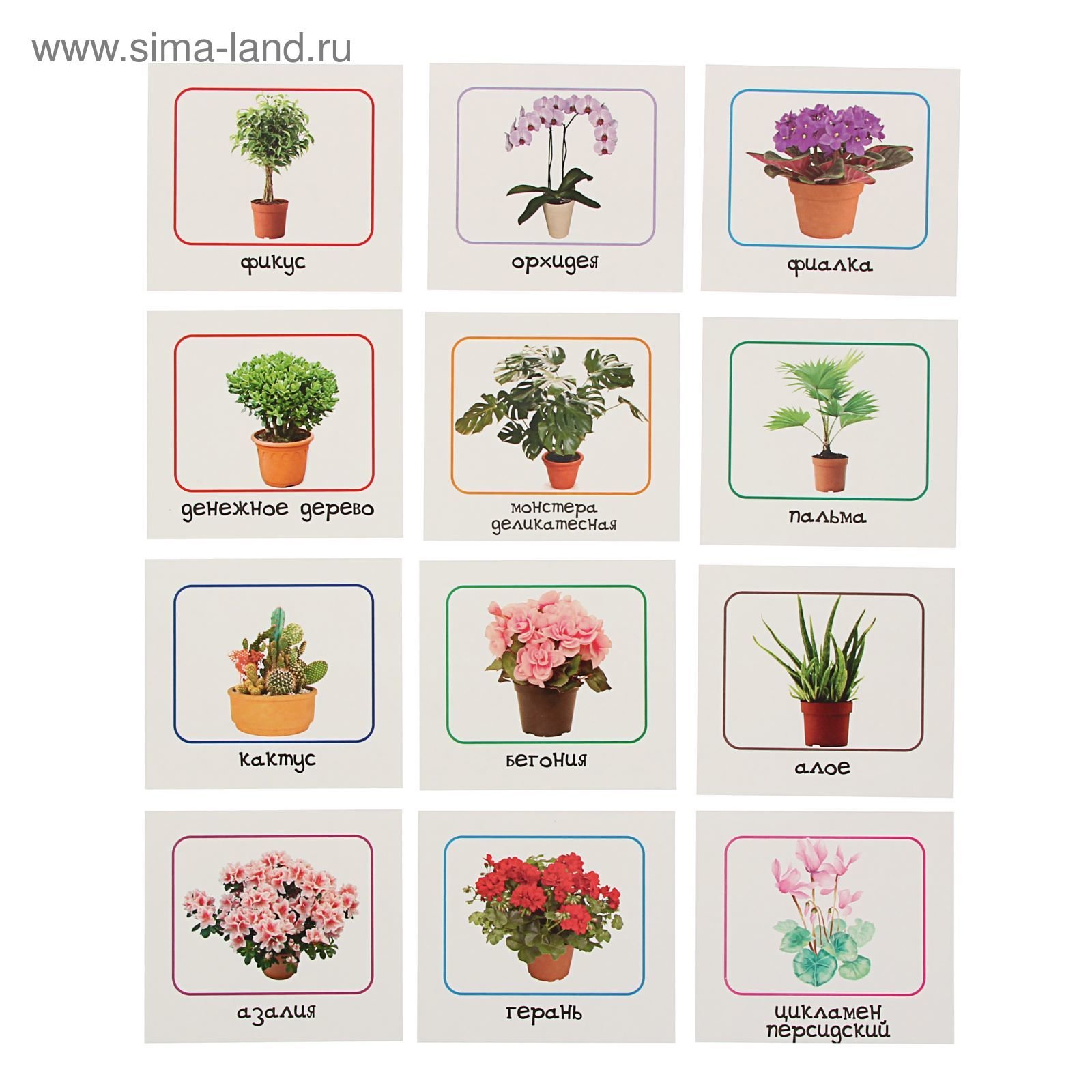 Карточки с изображением комнатных растений