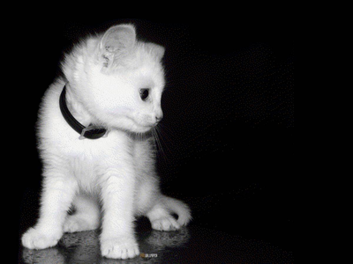 Везде все бело бело. Котята чёрно белые. Котенок черно-белый. Белый котенок. Черный и белый котенок.