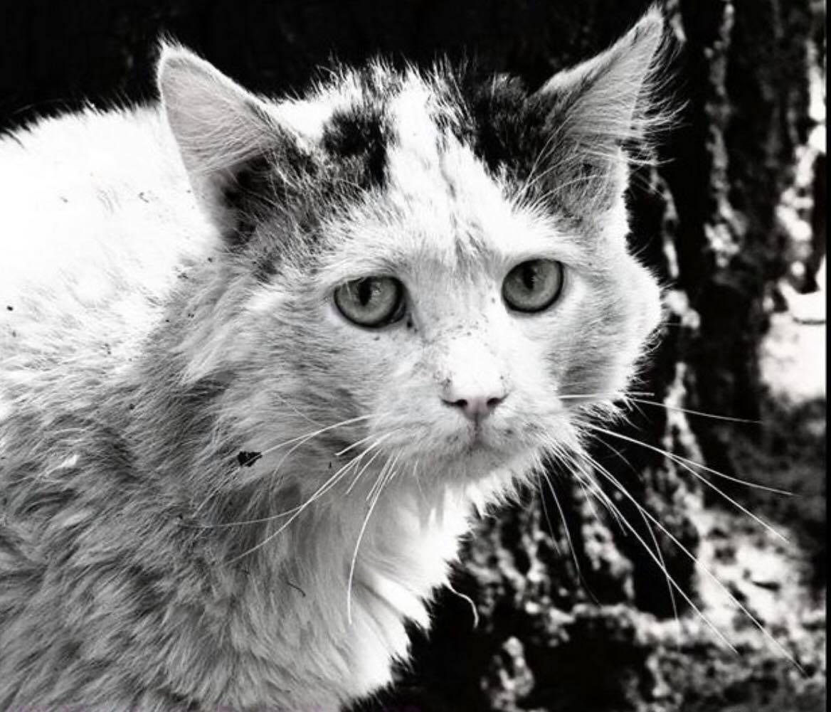 Жалкий котенок