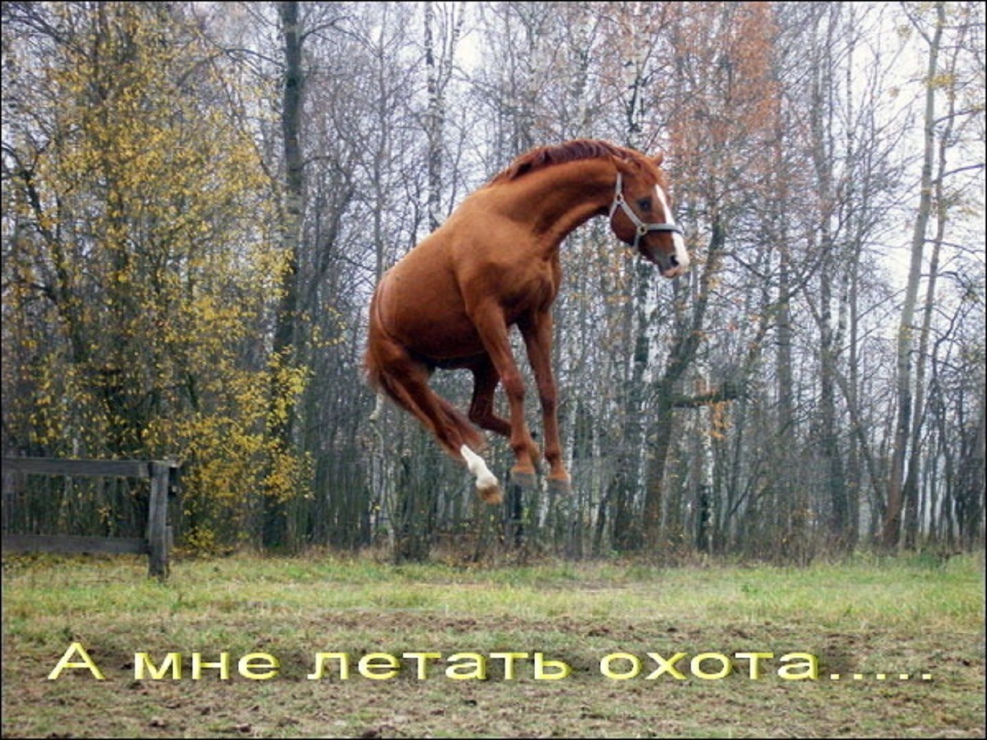 И вдруг совершенно неожиданно конь. Смешная лошадь. Лошадь с надписью. Прикольные картинки с лошадьми. Лошадь смешная картинка.