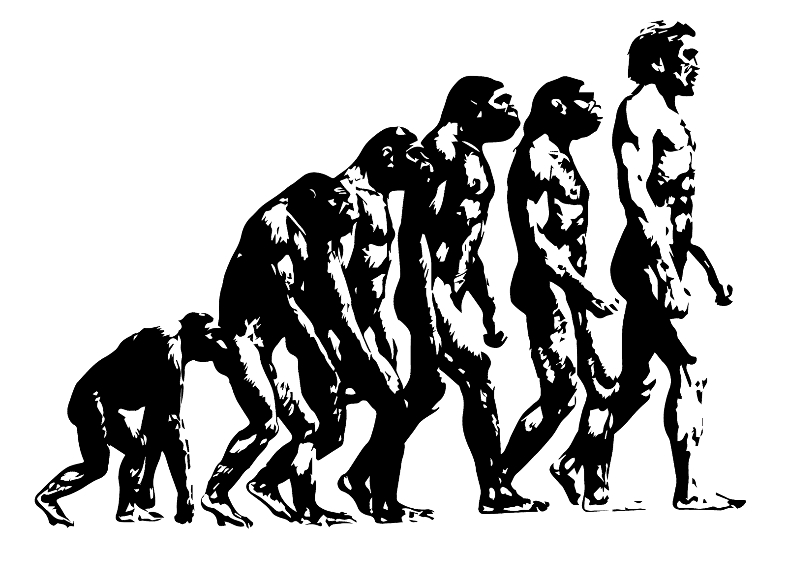 Эволюция видна. Эволюция Дарвин хомо. Теория эволюции Дарвина. Human Evolution Эволюция человека.