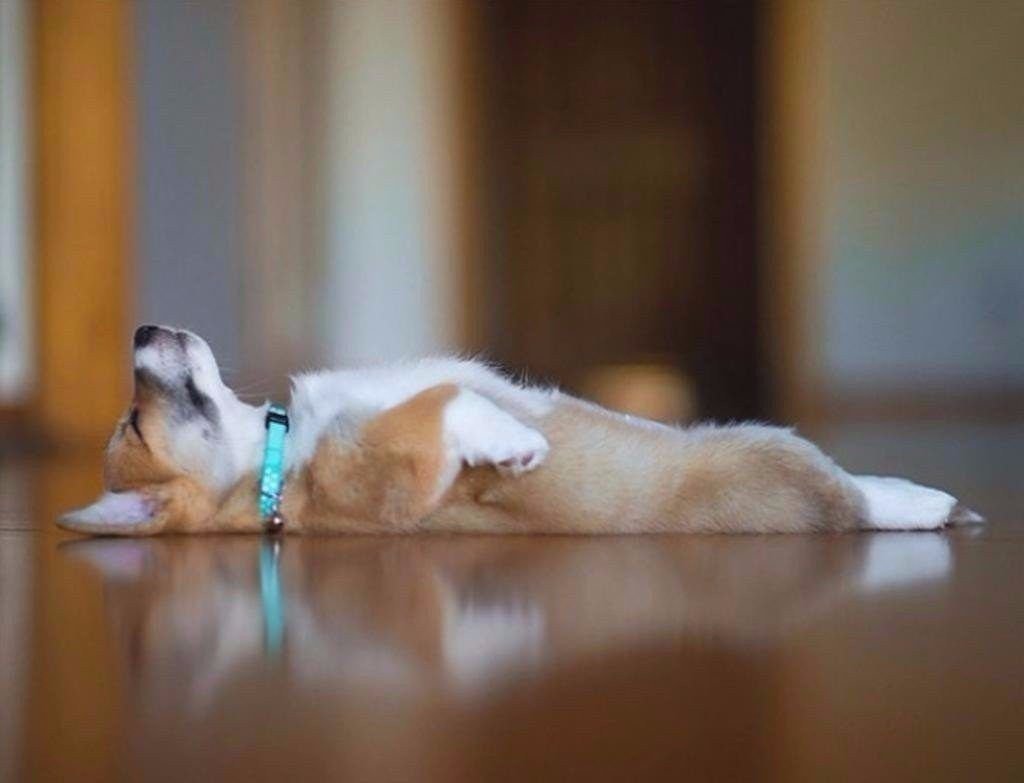 Устала как собака. Собака лежит. Уставшая собака. Собака устала.