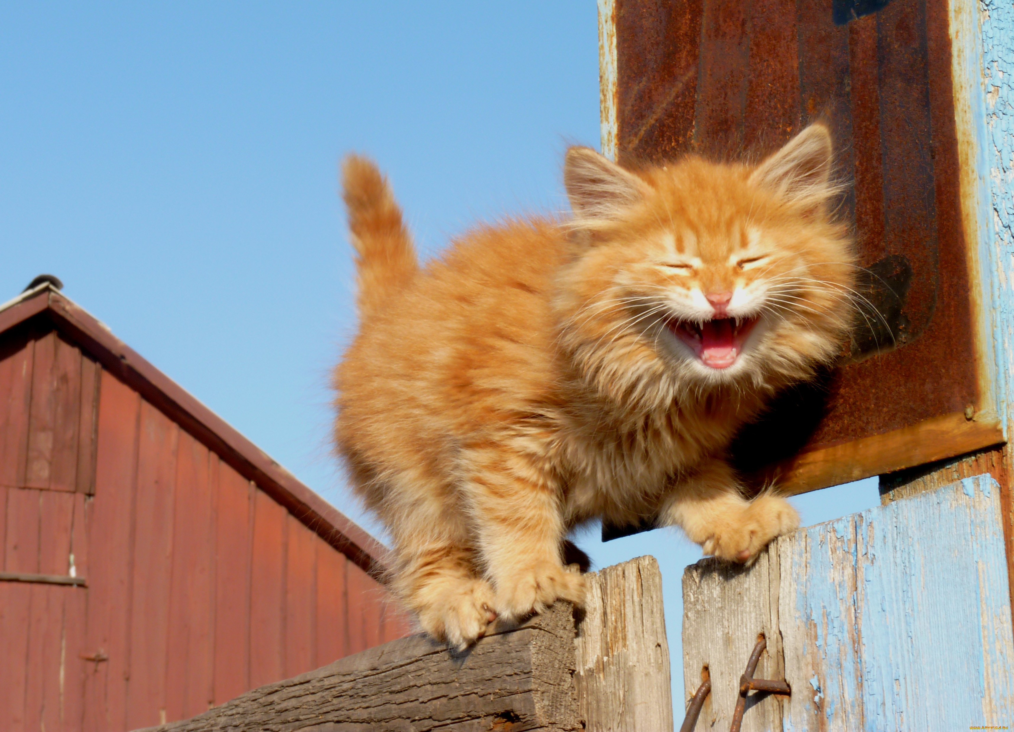 Ролик смех. Кот смеется. Рыжие коты. Рыжий кот улыбается. Смешной рыжий кот.