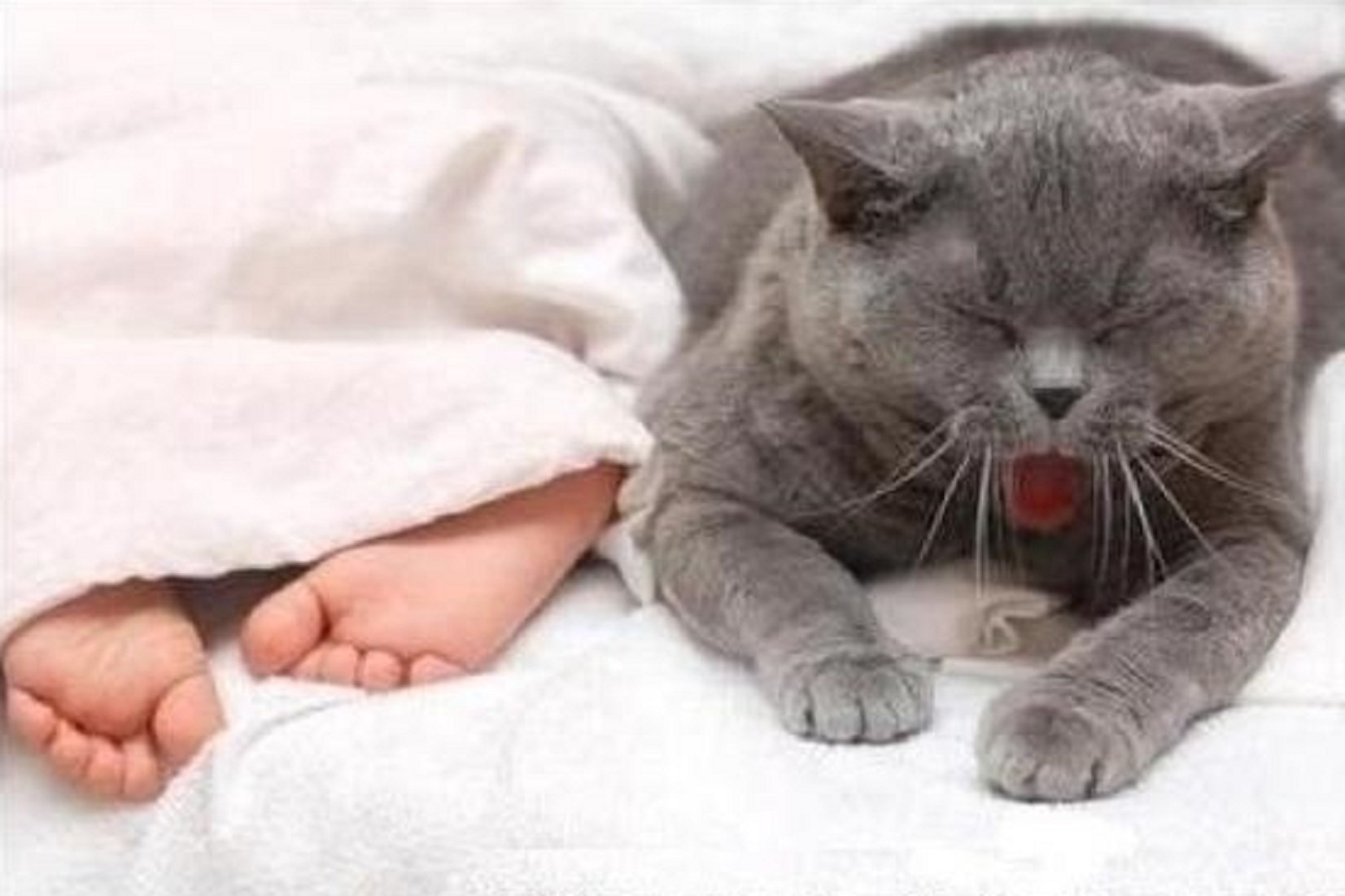 Споки сладкий. Спокойный котик. Спокойной ночи с кошками. Доброй ночи котик. Спокойной ночи картинки с котиками.
