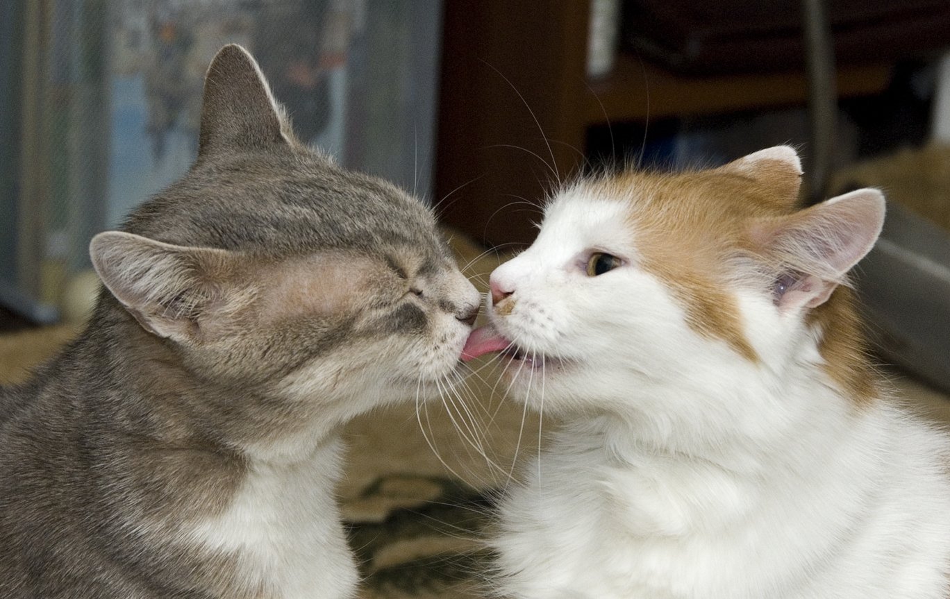 Бывший лижет. Котики целуются. Кот целует. Кошки любовь. Поцелуй котов.