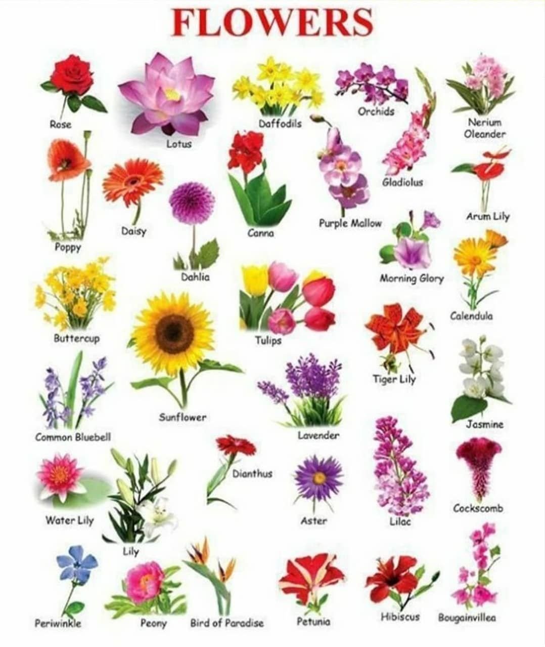 Растения на букву м. Цветы названия. Названия цветов растений. Название цветов растений для детей. Наземия цветок.