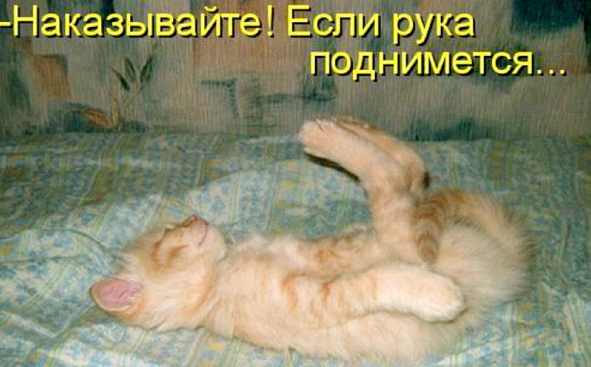 Не уставшая а отдохнувшая. Весёлые картинки с надписями. Смешные картинки про котов с надписями. Смешные картинки с котами и надписями. Наказывайте если рука поднимется.