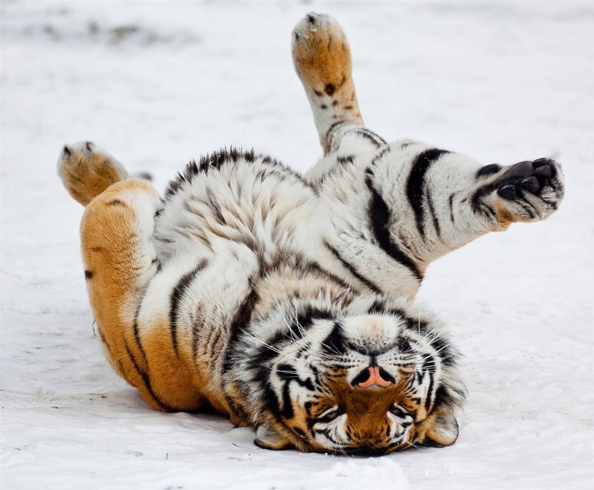 Тигрица лежит на спине