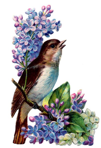 Открытки с птичками