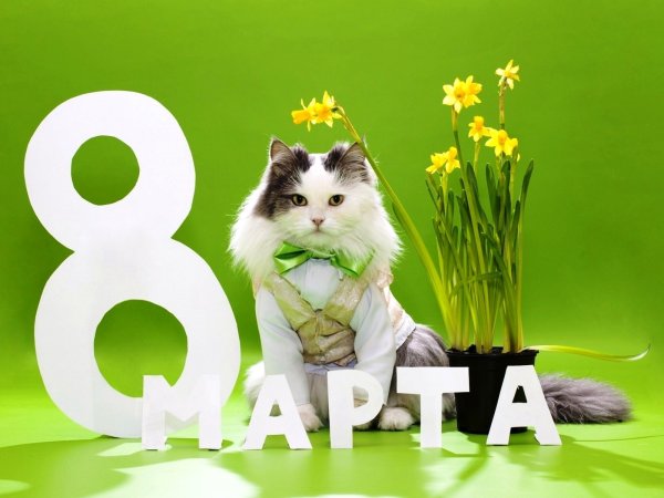 Открытка с 8 марта с котом
