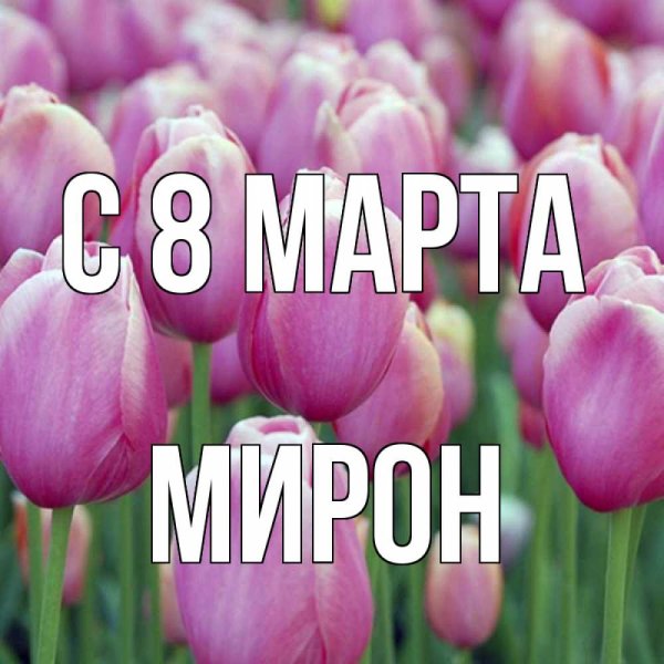 Тюльпан Пинк Скай