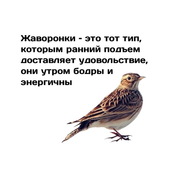 С Вербным воскресеньем открытки