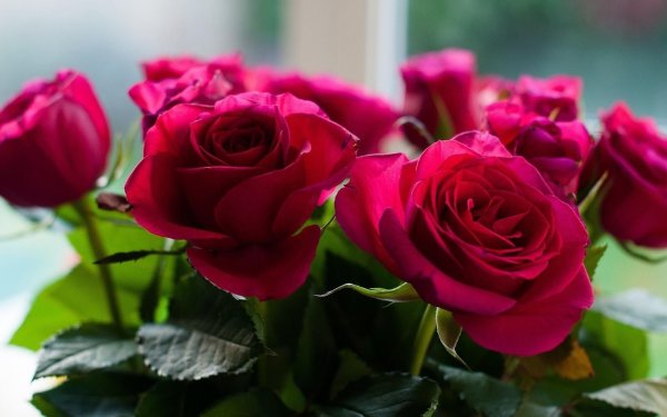 Роза Мимоза Иваново