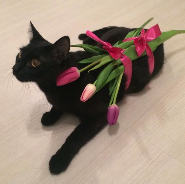 Черный кот с букетом