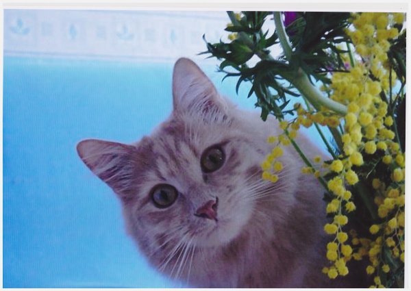 С 8 марта котик с цветами