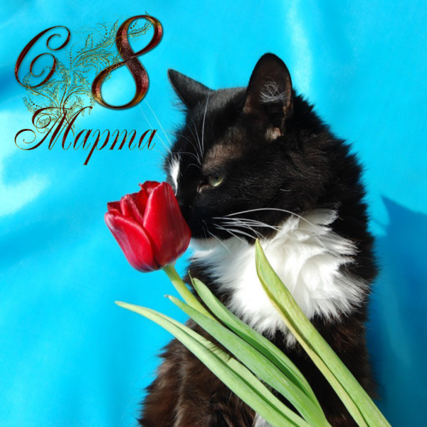 С 8 марта кошки