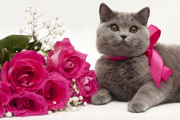 Котик с цветами