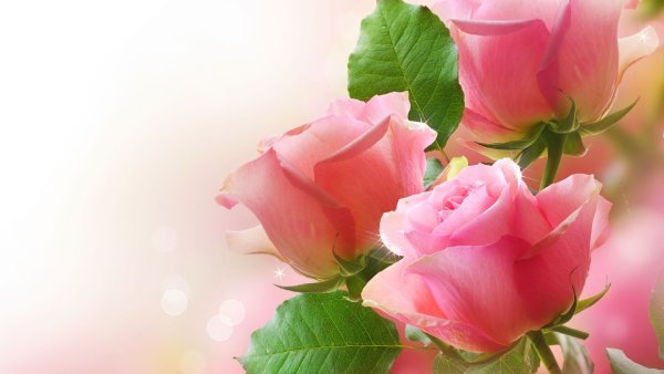 Фон для поздравления с днем рождения цветы