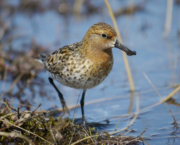 Лопатень Eurynorhynchus Pygmeus